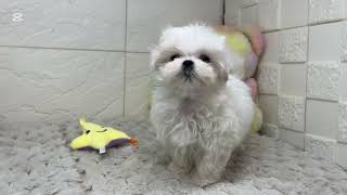 マルチーズの動画01