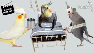 Заботливые санитары для попугаев