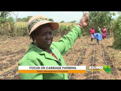 , title : 'Kilimo Na Biashara |  Cabbage Farming'