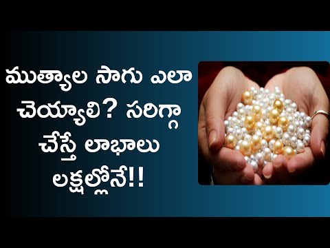 pearls farming business