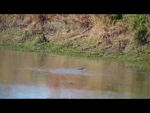 Djuma: Water Monitor Lizard swimming across the dam - 13:25 - 06/13/21
