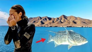 Things Could of Gone BAD Spearfishing ... (Mag Bay Mexico)