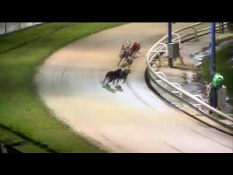 RPGTV ST LEGER - HEAT 4 - T5 SUMMER SAVVY