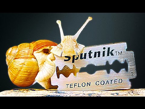 Was passiert wenn die Schnecke über Rasierklinge schleicht
