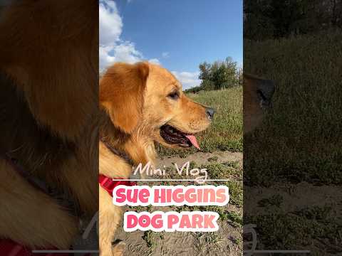 Corias Famjam | Sue Higgins Dog Park