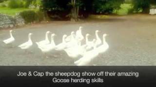 preview picture of video 'The working sheepdog herding geese at Jerpoint Park'