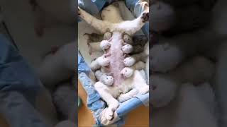 Download lagu Kucing beranak banyak #kucing #shorts #babycat #cutecat #catvidio #catlovers #kucinglucu mp3