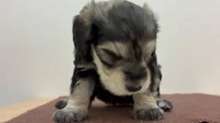 ミニチュアシュナウザーの動画01