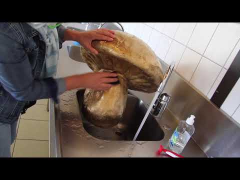 De Sonnaville met de afwas van paddenstoel. Diss SP. Diss Lex. dISS tIM.