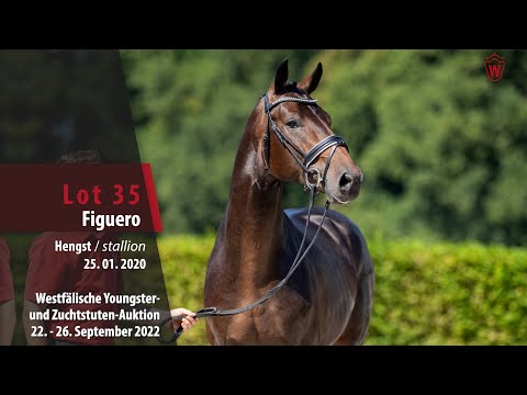 Online-Auktion Lot  35 Figuero Hengst v. Feinrich - Detroit