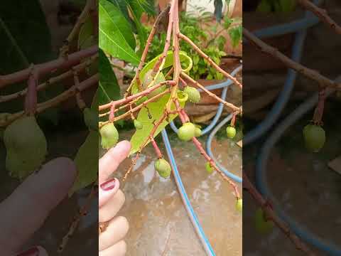 Ar renovado, plantações FELIZES! #gratidão #amor #simplicidade #minasgerais #coragem  #plantas