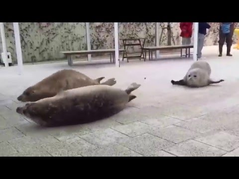 How A Seal Moves On Land