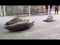 How A Seal Moves On Land
