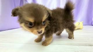 ハーフ犬の動画01