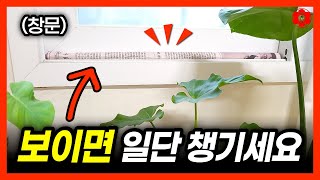 평생 하나의 식물관리만 해야 한다면, 저는...ㅣ이건 보이면 무조건 챙기세요ㅣ반드시 해줘야만 하는 겨울철 피…