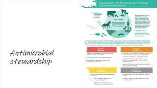 Thumbnail for Antimicrobials in equine medicine - Vet students video