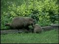 Groundhogs 2005-2008 An uncommon look at a common animal