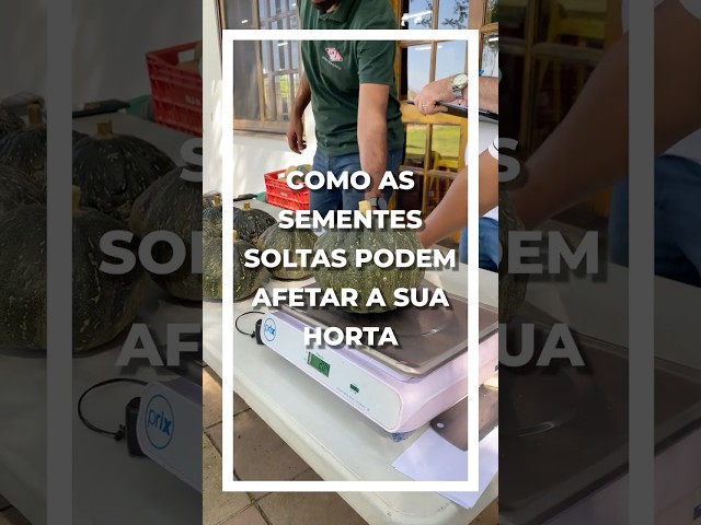 As Sementes Soltas Podem Afetar a Sua Horta #abóbora #horticultura  #dicasdecultivo