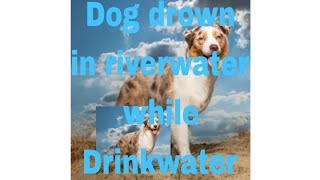 dog drown in riverwater while drinking water #shorts...