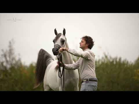 🌸 TM BELLA 🌸 - (TM Itaipu x TM Fahdeelah), 2021 Filly