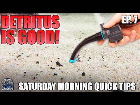 DETRITUS is Good in a Saltwater Tank! - Saturday Morning Quick Tip
