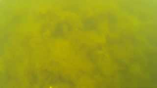 preview picture of video 'Tracer SJ4000 sport camera - underwater test - early evening spring ( Poland)'