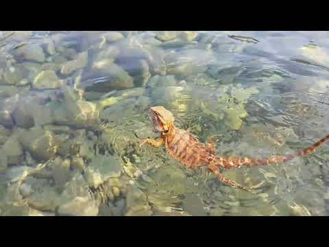 Emili Bradata Agama pliva u moru