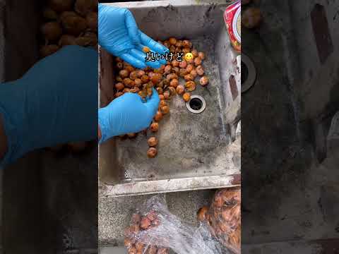 冬にイチゴを鉢で育てる