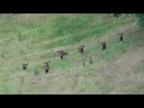 Mouflon herd of male ram