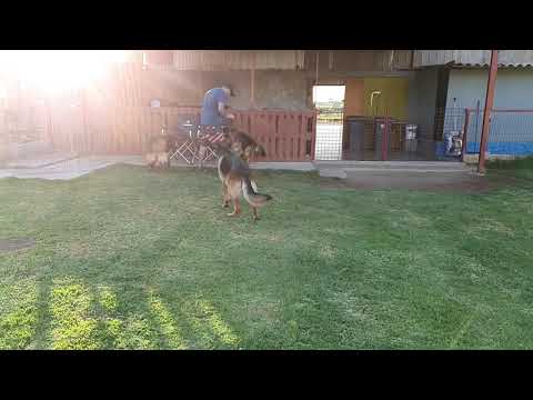 Umut Von Stolz Nordicher 2