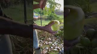 🇧🇧 One Chop Coconut Fruit Ninja in Barbados