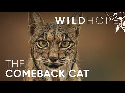 The Iberian Lynx’s Remarkable Recovery Story | WILD HOPE