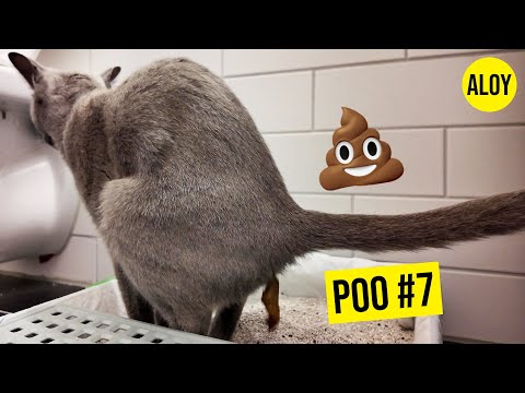 💩 Kitty Pooping - Vol. 7 💩 (DAY840)