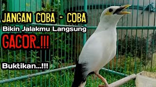Download lagu JANGAN COBA COBA BIKIN JALAKMU LANGSUNG GACOR DENGAR SUARA JALAK PUTIH INI mp3