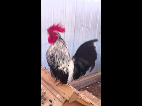 Japanese Bantam Rooster Crowing