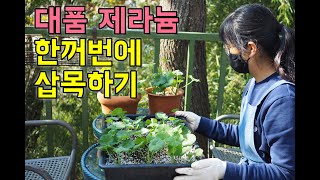 숙달된 가드너의 삽목하기