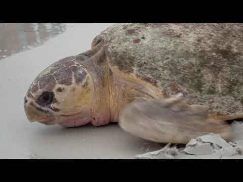 CMA Releases 245 lb Loggerhead Sea Turtle