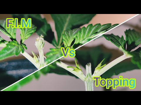The Friendly Grower - F.I.M Vs Topping