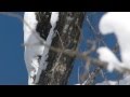 木をつついて回るゴジュウカラ【冬の野鳥】