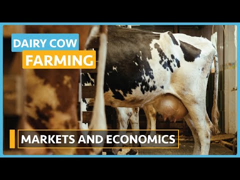 Dairy Cow Farming Lesson 1 Introduction to Dairy Farming Course