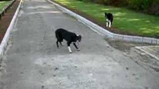 Mia and Digby playing in the park
