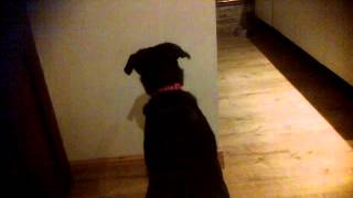 Pops chasing the light