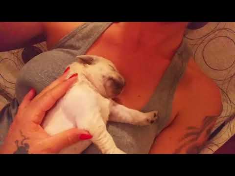 Labrador Toscana - Cucciolo di Labrador