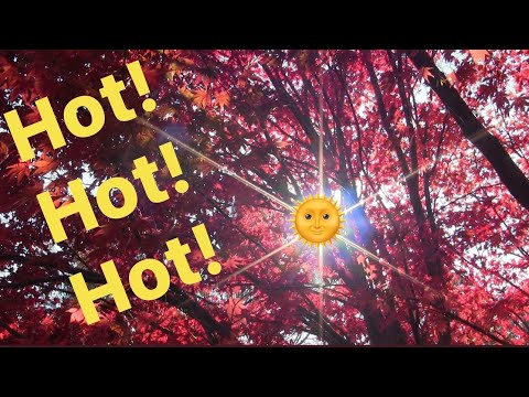 Tips For Growing Japanese Maples In High Heat Areas - JAPANESE MAPLE
