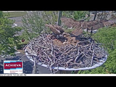 190321 Achieva Osprey Cam - Jack離開時暗算孩子