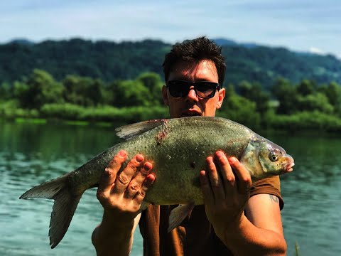FEEDER DRINA 2018