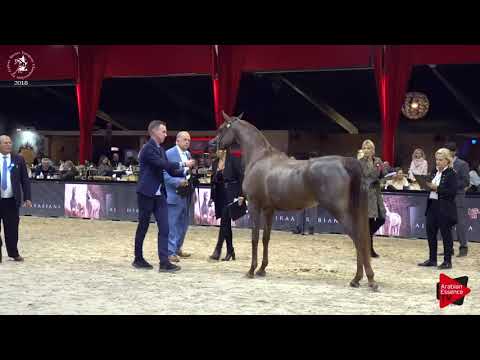 N.89 AJA ATHENA - Lier 2018 - 3 Years Old Fillies (Class 5)