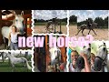 Trying Horses and Finding My New Horse!! Trying Horses and Finding My New Horse!!
