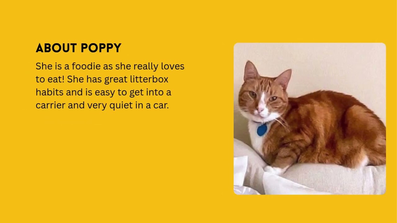 Enlarge Poppy, a Adoptable Domestic Short Hair in Monterey, CA video 4/4