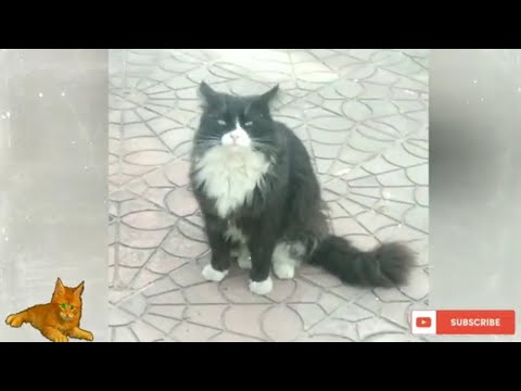 My Persian Cats Activities outside home| New born Puppies #persiancatslovers #newbornpuppies #cats